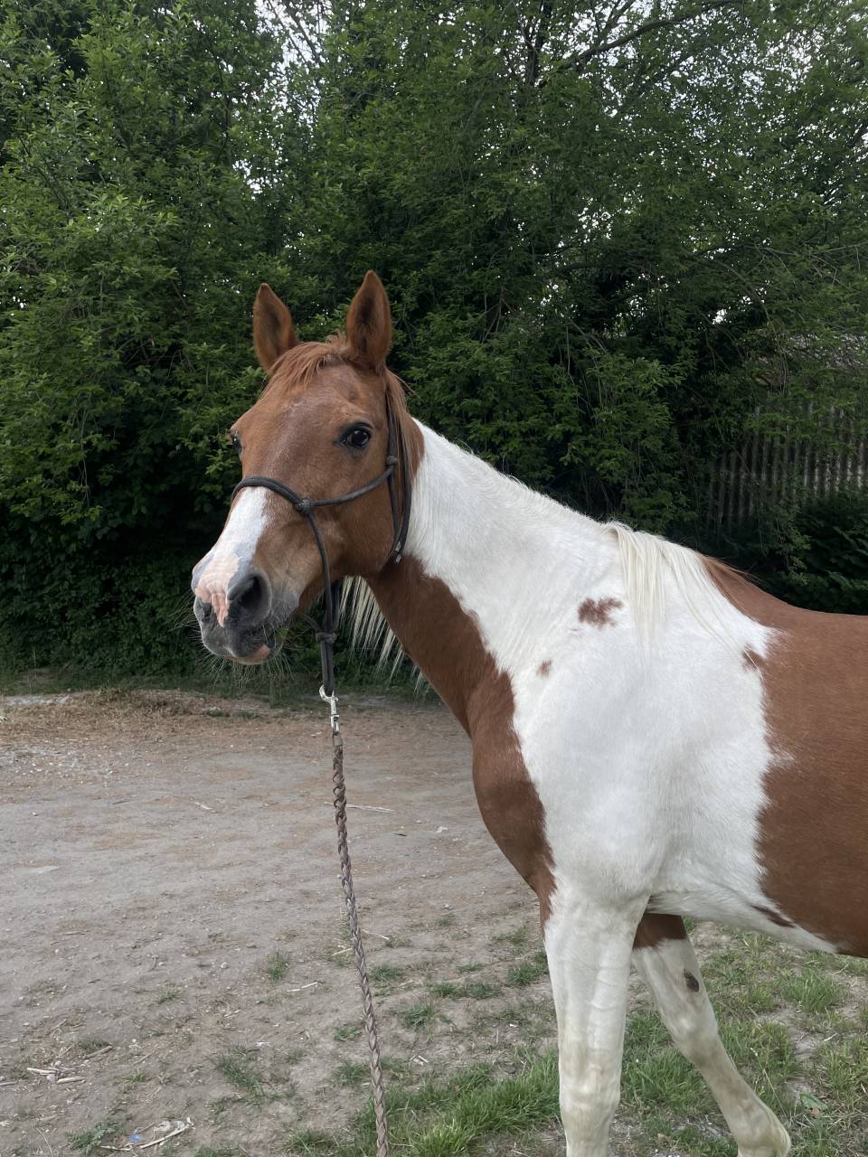 Demi-pension pour Rowan