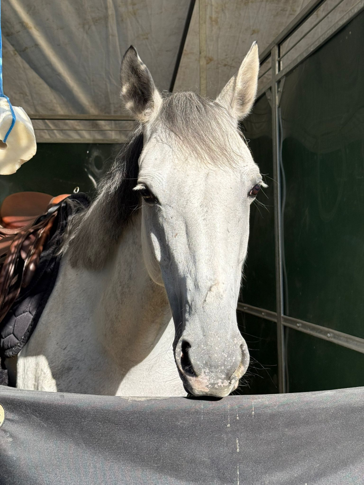 Ponette PFS de 7 ans