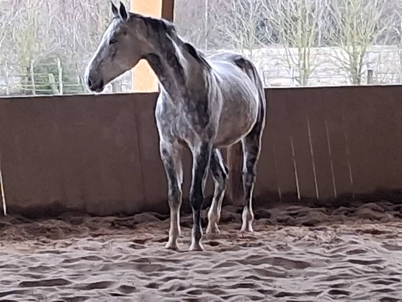 Selle Fran&ccedil;ais, 6 ans