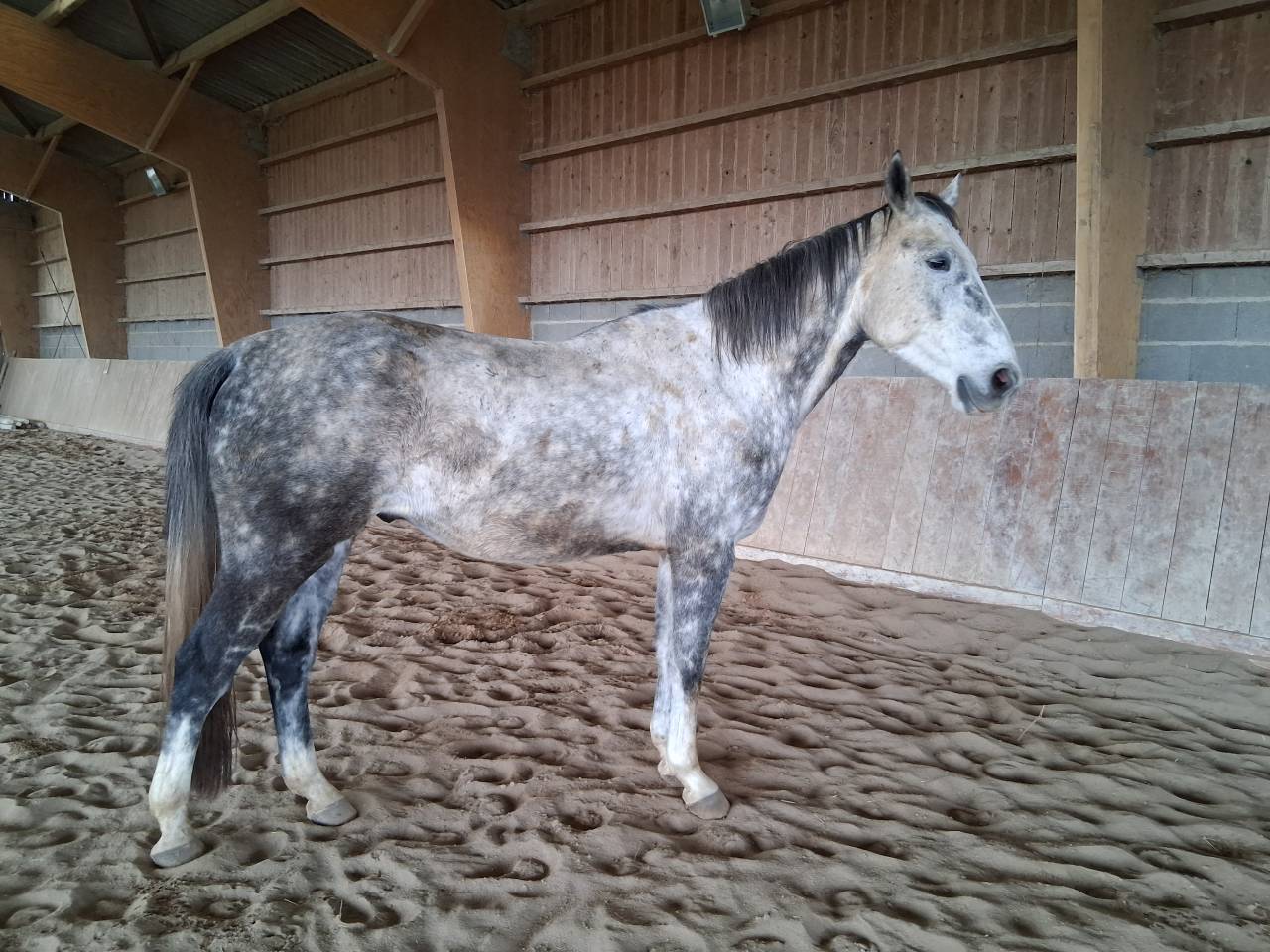 Selle Fran&ccedil;ais, 6 ans