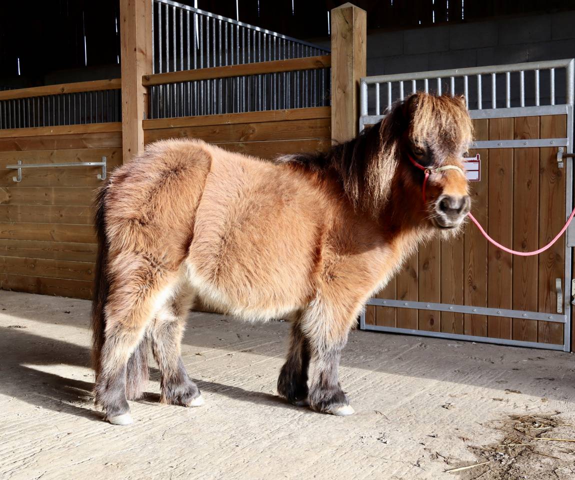Ponette shetland pp livre A