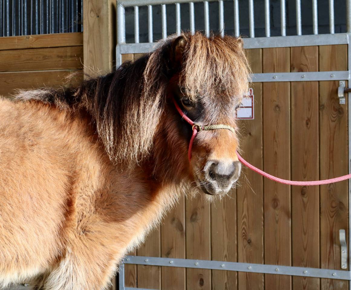 Ponette shetland pp livre A