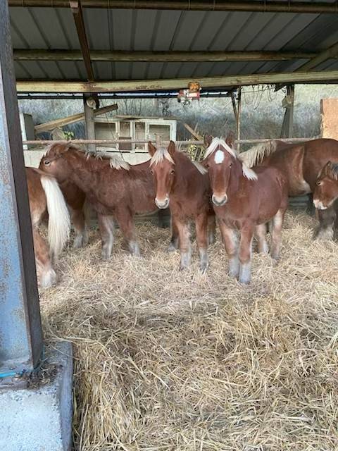 Poulain m&acirc;le Trait Comtois plein papier