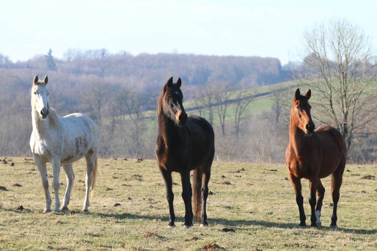 Poulini&egrave;res &agrave; vendre