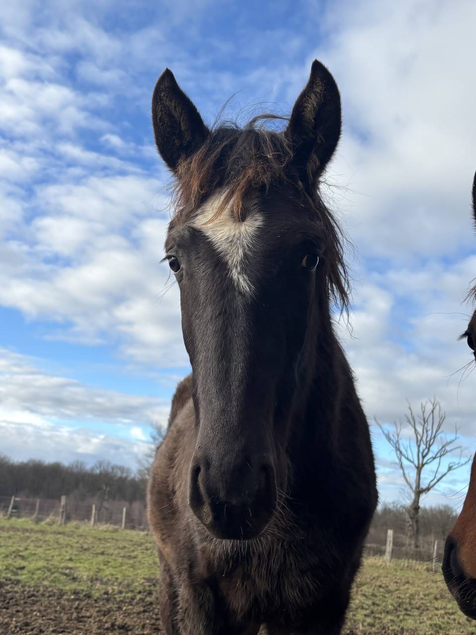 Pouliche lusitanien noire 1 an