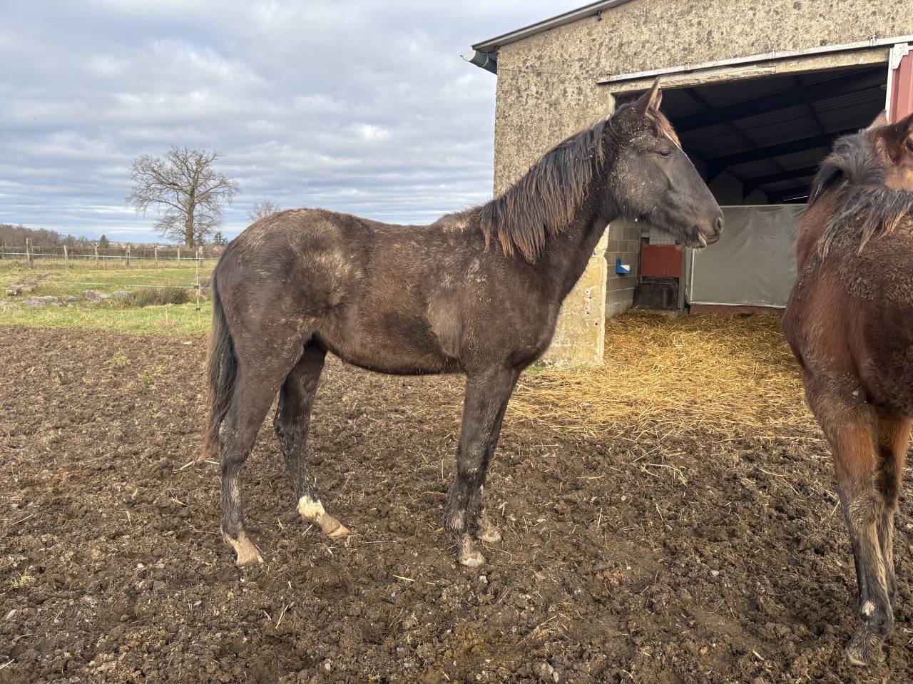 Pouliche lusitanien noire 1 an