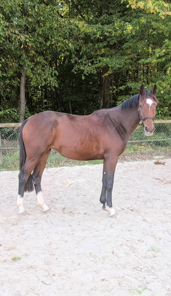 Jument 4 ans super mental 