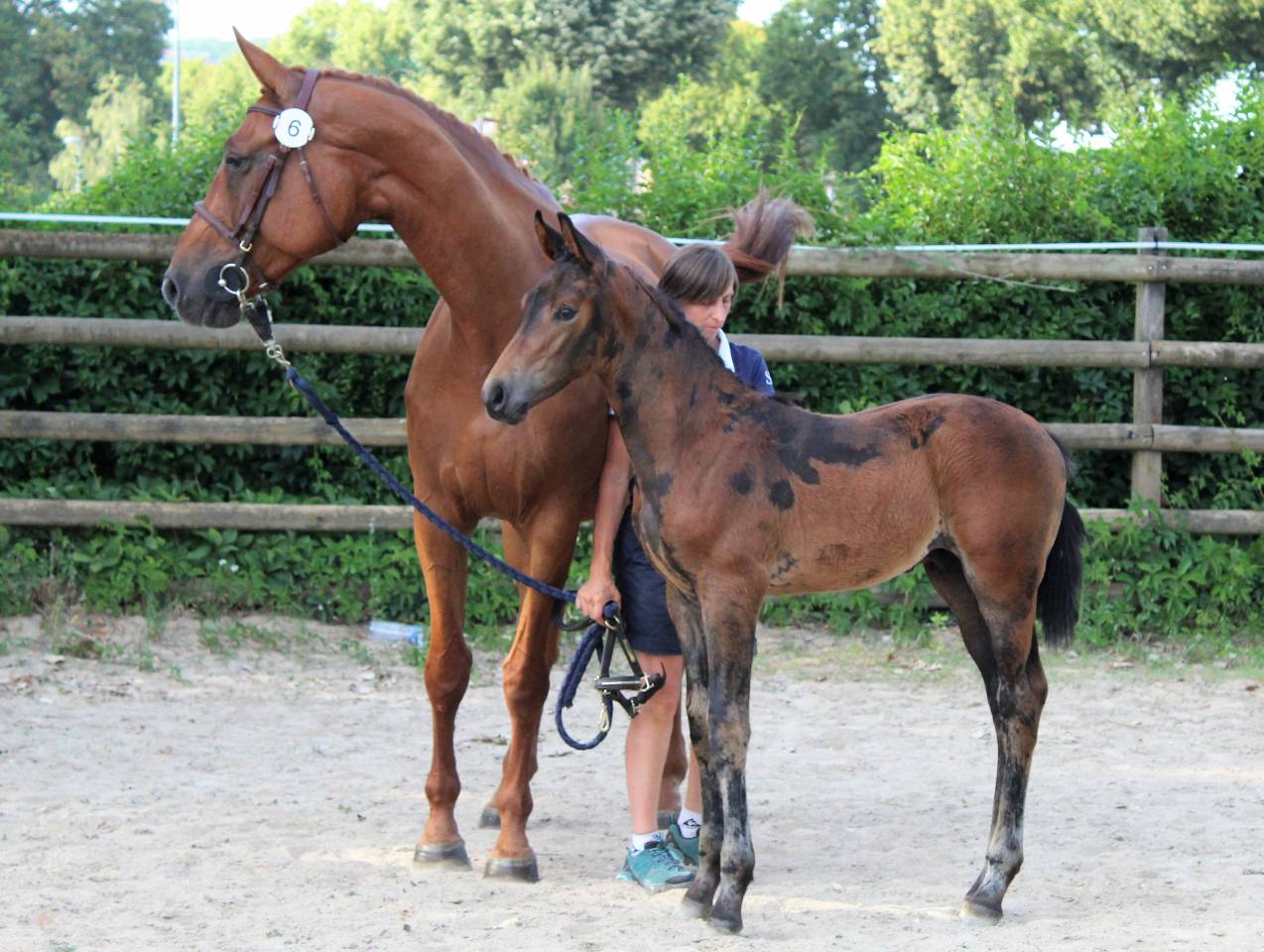 Magnifique hongre prenant 7 ans CSO