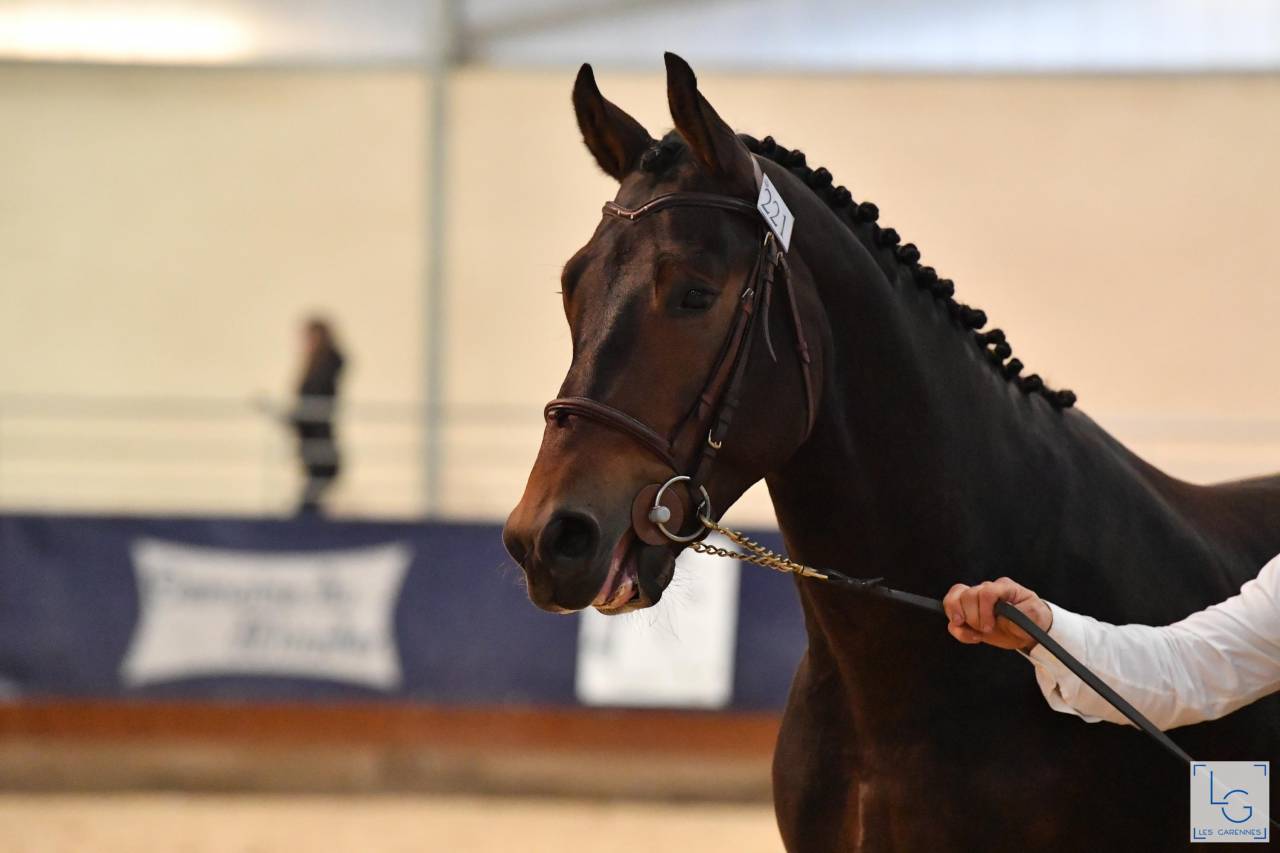 Magnifique hongre prenant 7 ans CSO