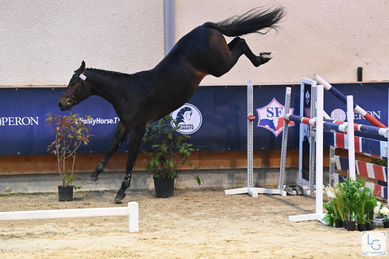 Magnifique hongre prenant 7 ans CSO