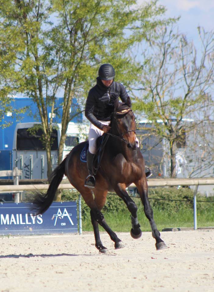 Magnifique hongre prenant 7 ans CSO