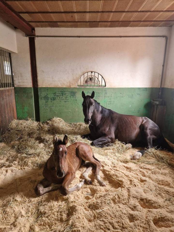 Haras d'&eacute;levage de 39 hectares (71)