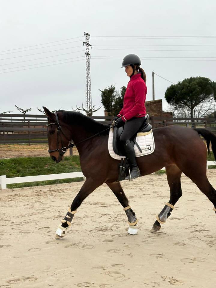 VENTE DE CHEVAL PROMENADE
