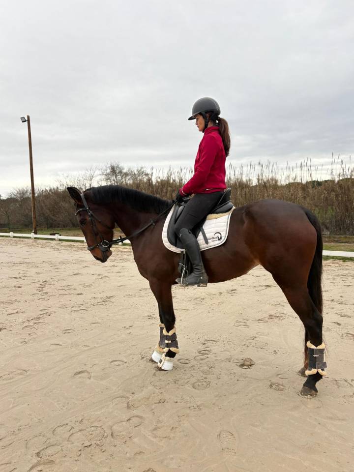 VENTE DE CHEVAL PROMENADE