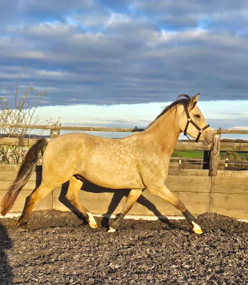 Cheval de r&ecirc;ve 