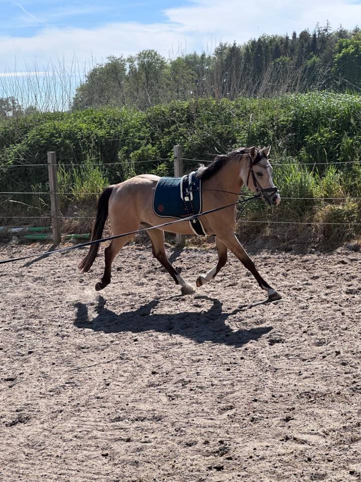 Cheval de r&ecirc;ve 