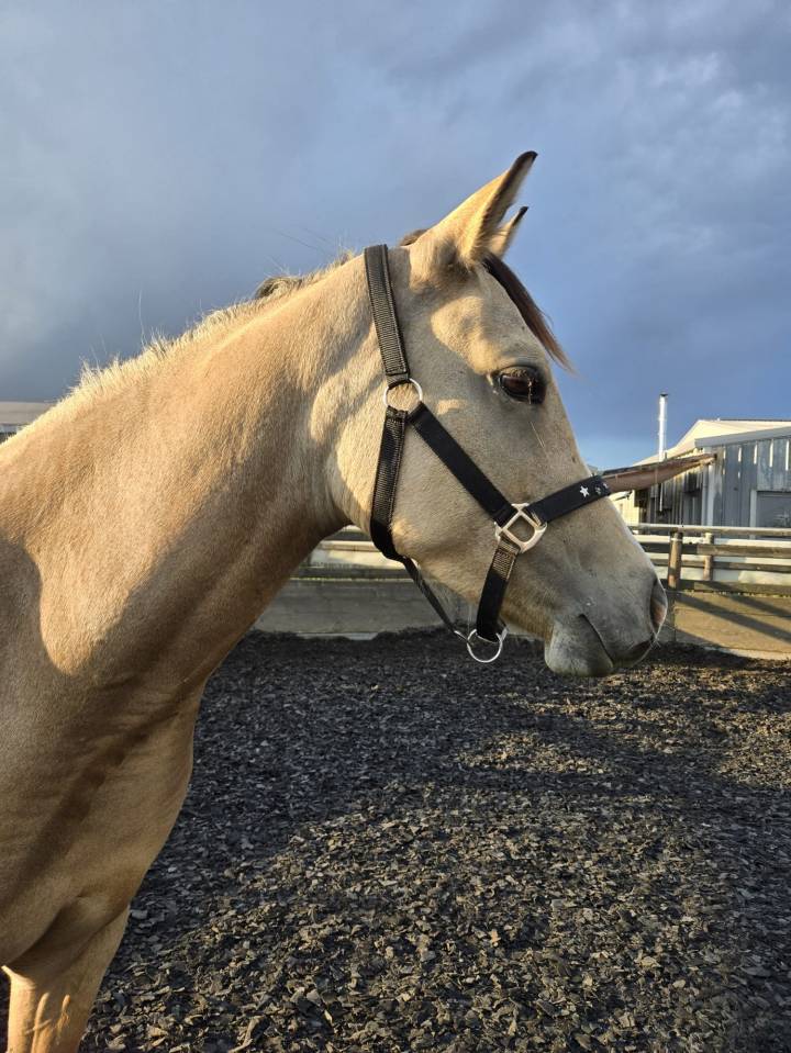 Cheval de r&ecirc;ve 