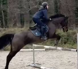 ROYALE JUMENT PP PS DE 13 ANS