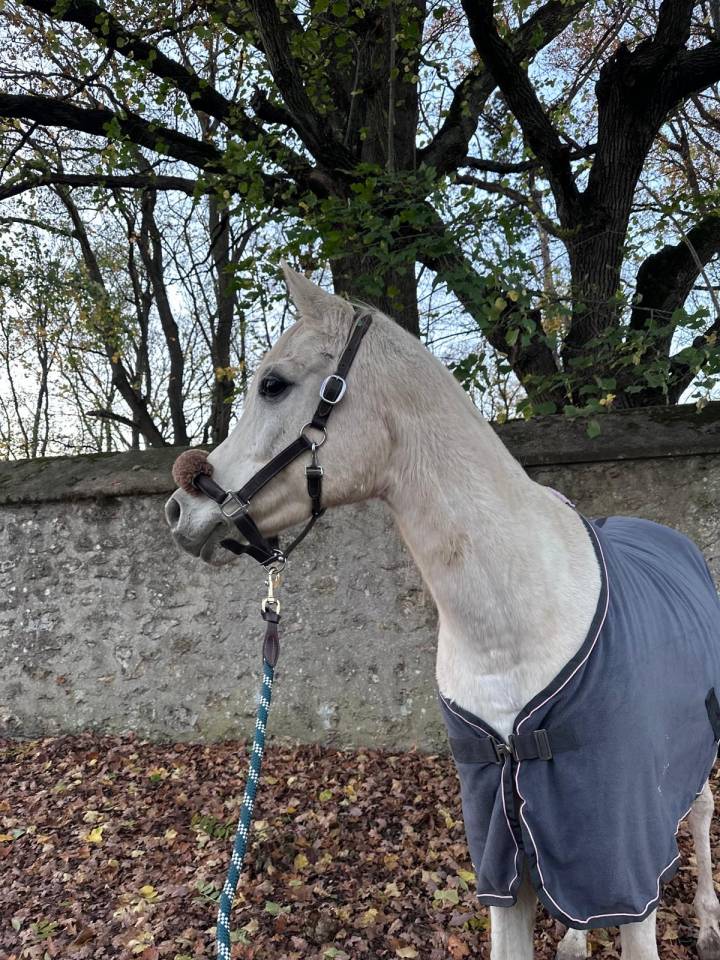 MAYZARA PUR SANG ARABE