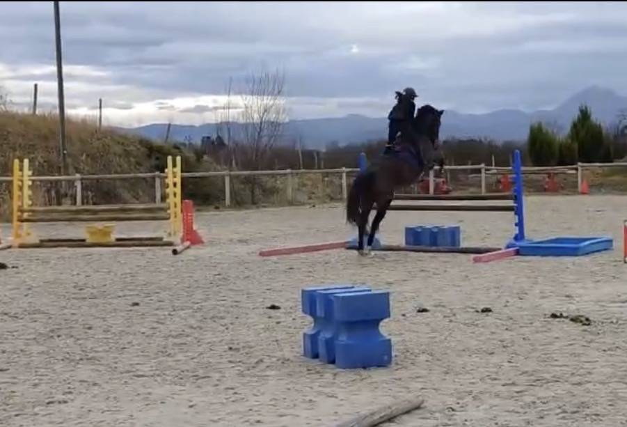 Jument SF Noir Pangare