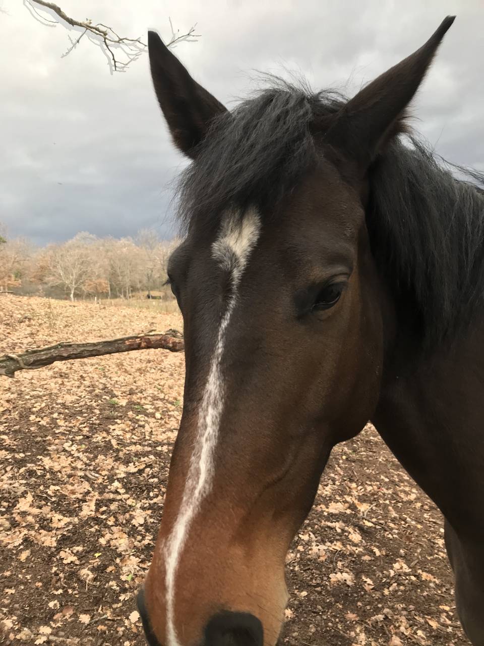 Jument SF Noir Pangare