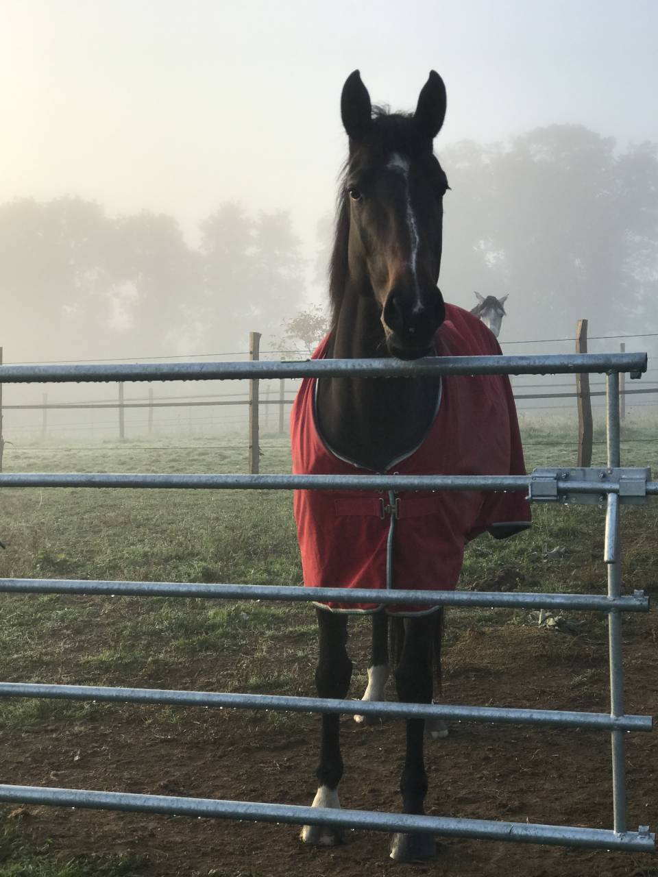 Jument SF Noir Pangare