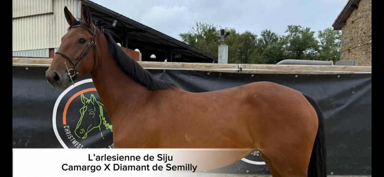 L'arlesienne de Siju 
