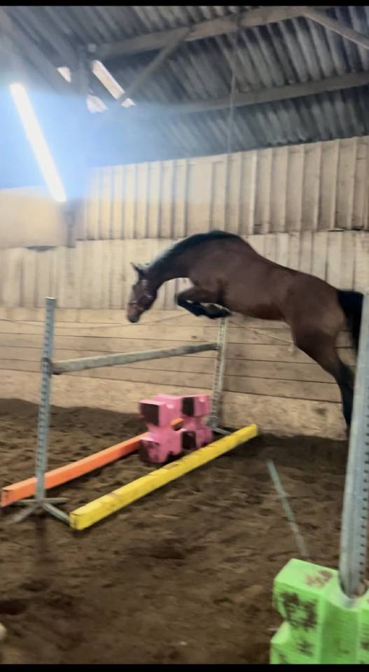 L'arlesienne de Siju 