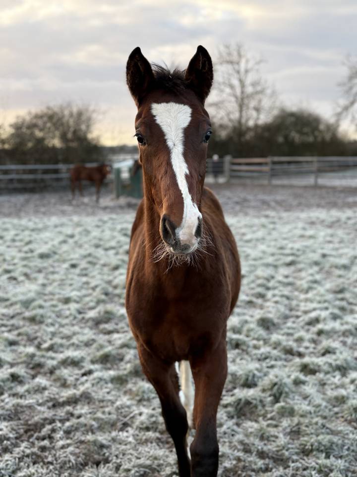 Urgent poulain selle fran&ccedil;ais 