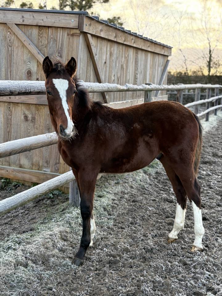 Urgent poulain selle fran&ccedil;ais 