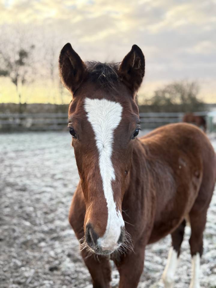 Urgent poulain selle fran&ccedil;ais 