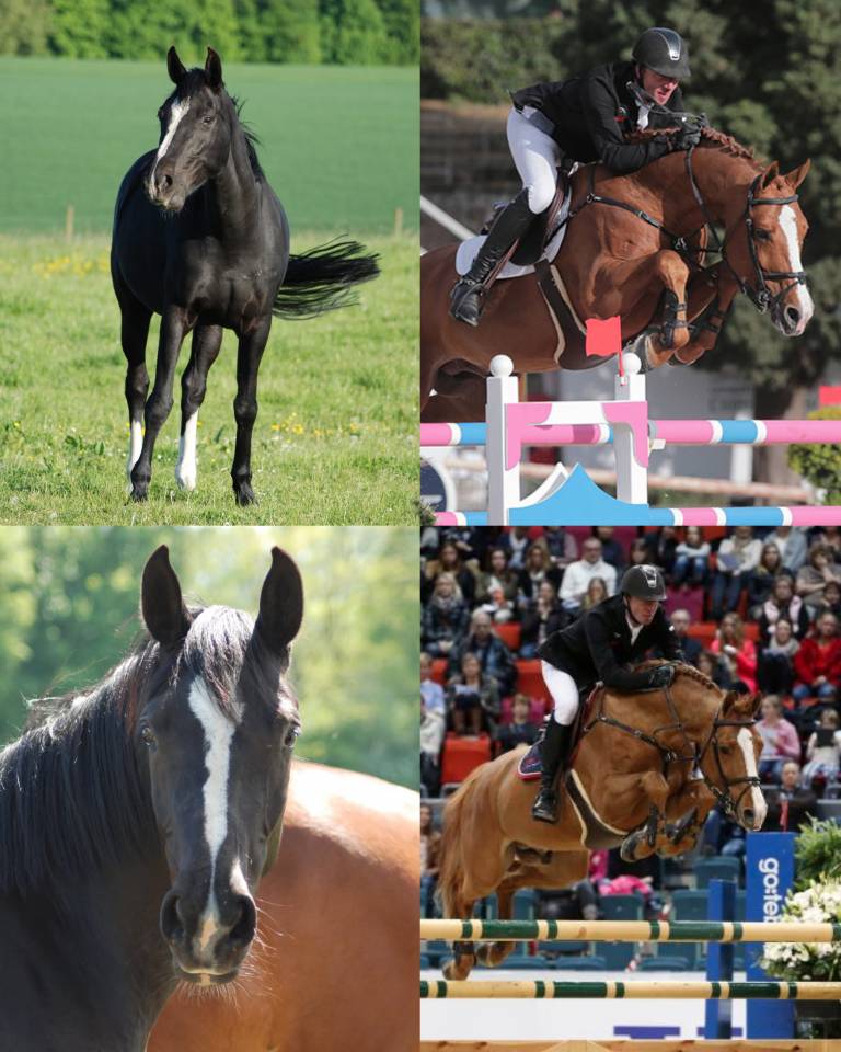 Magnifique poulini&egrave;re pleine 