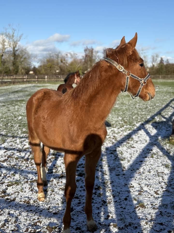 &Eacute;change/reprise Poulain SF 1 an 