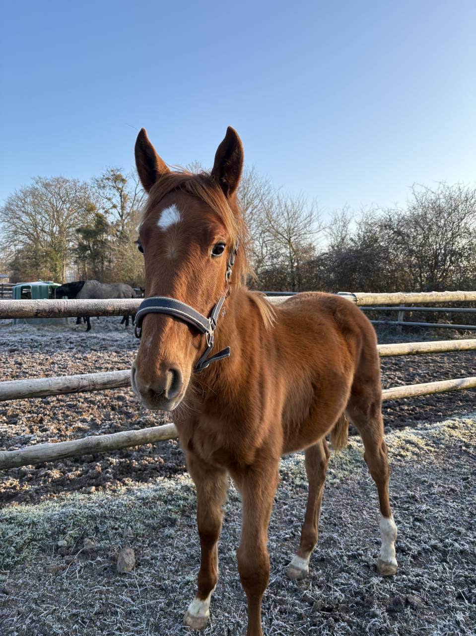 &Eacute;change/reprise Poulain SF 1 an 