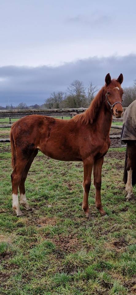 Pouliche SF dressage 