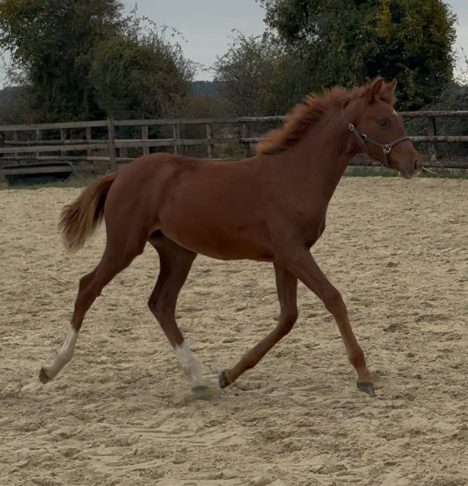 Pouliche SF dressage 