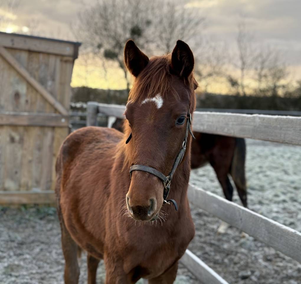 Pouliche SF dressage 