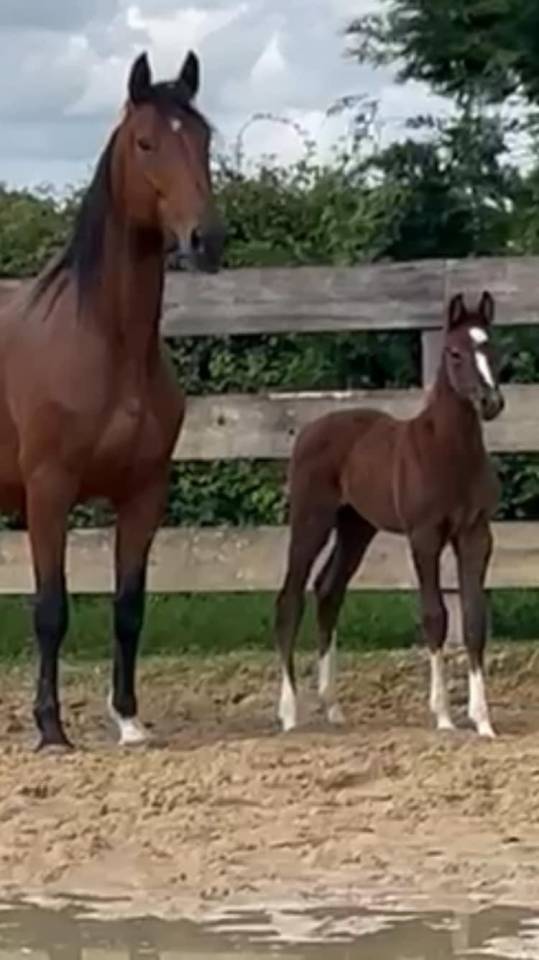 Jument SF &agrave; vendre 