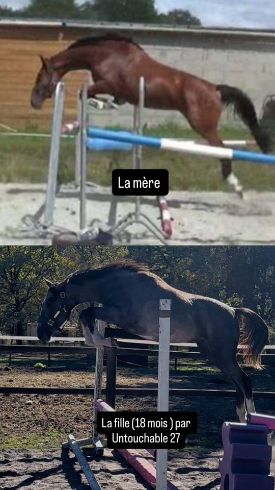 Jument SF &agrave; vendre 