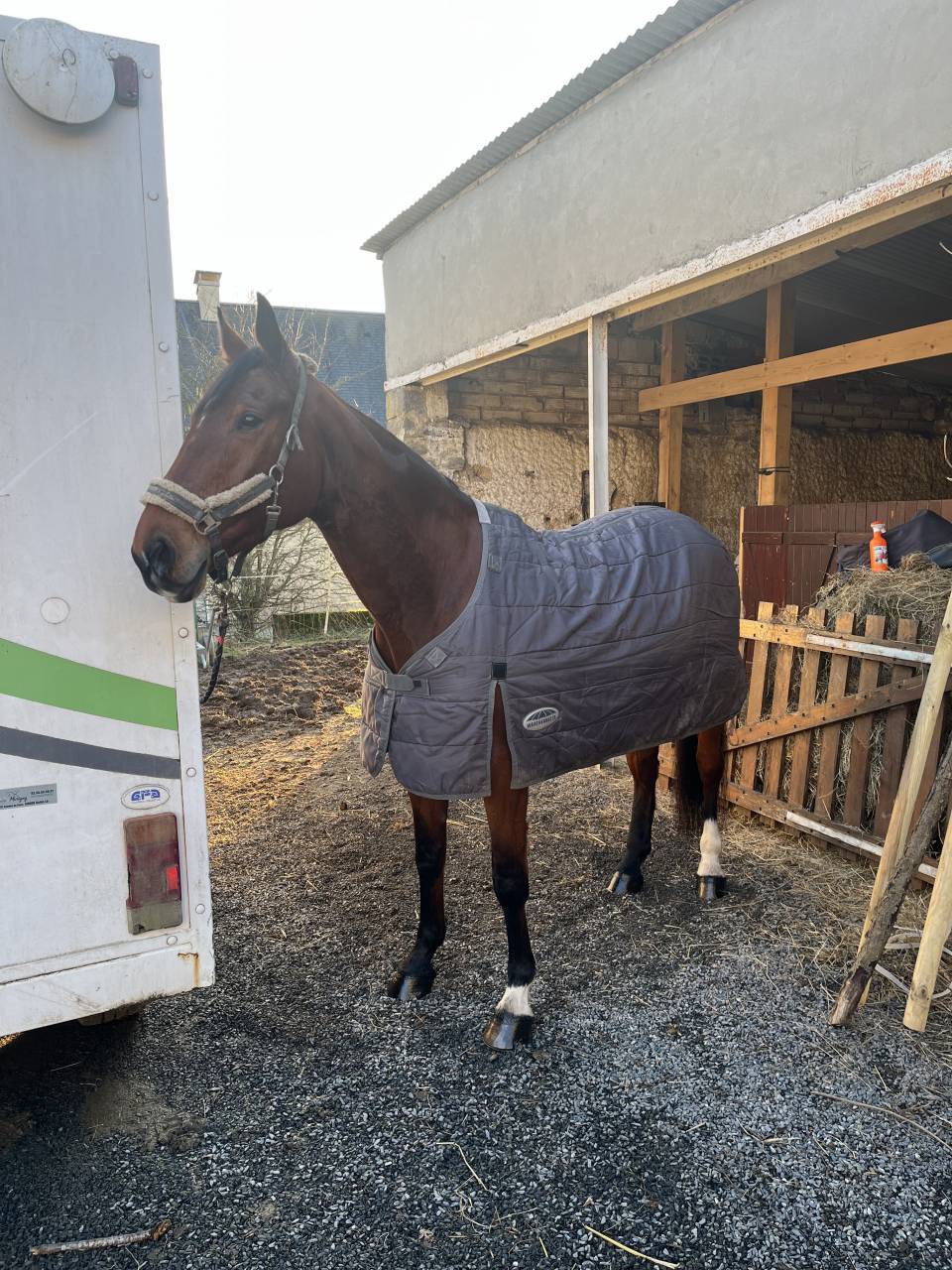 Jument SF &agrave; vendre 