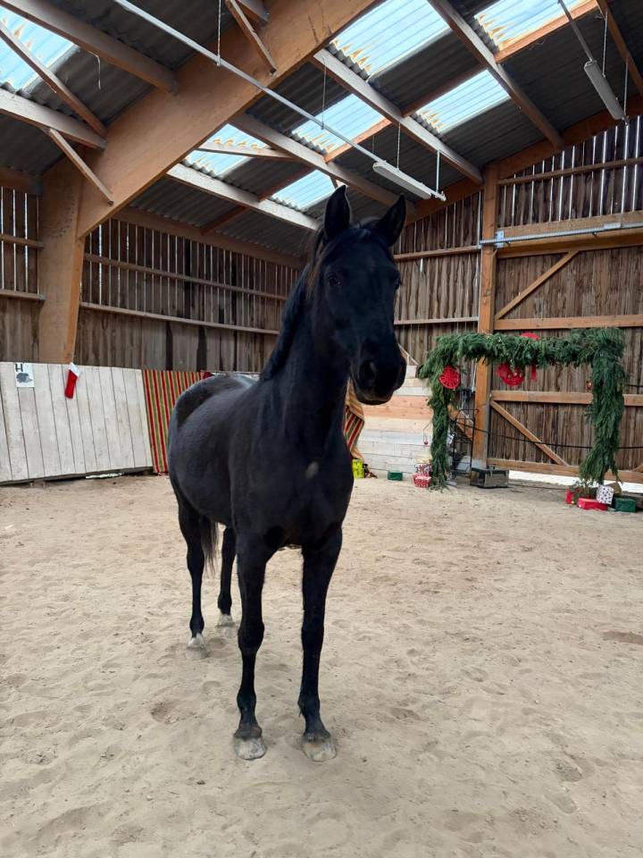 In love d&rsquo;orient 