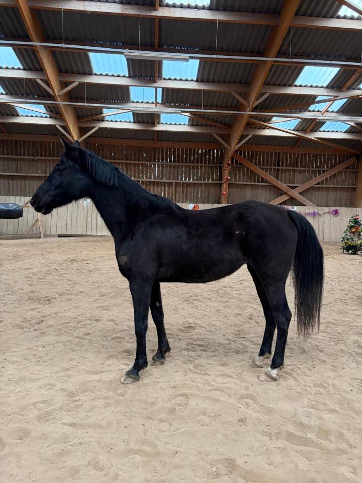 In love d&rsquo;orient 