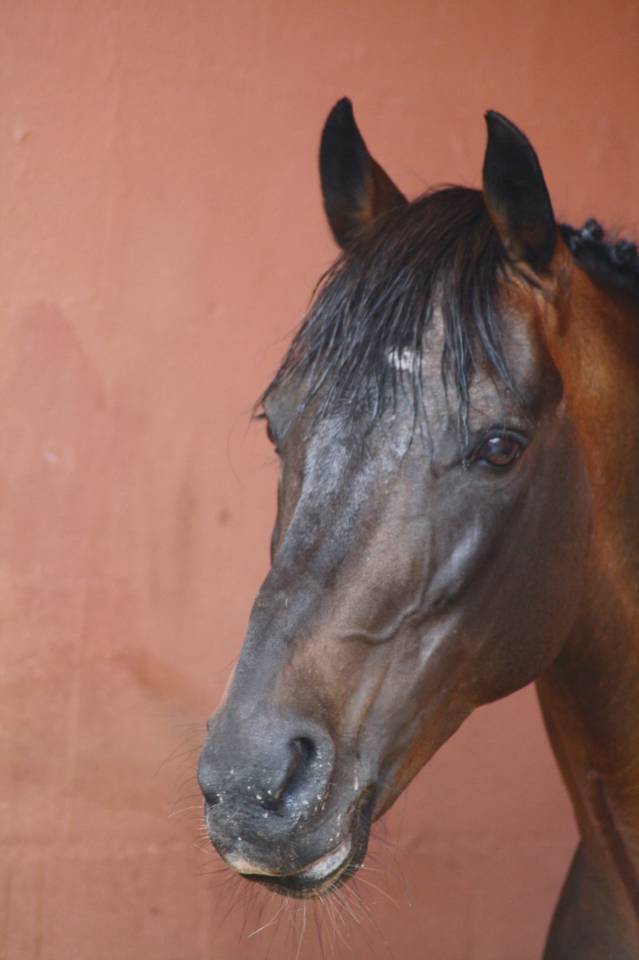 Mod&egrave;le, coup de saut, facilit&eacute;, polyvalence