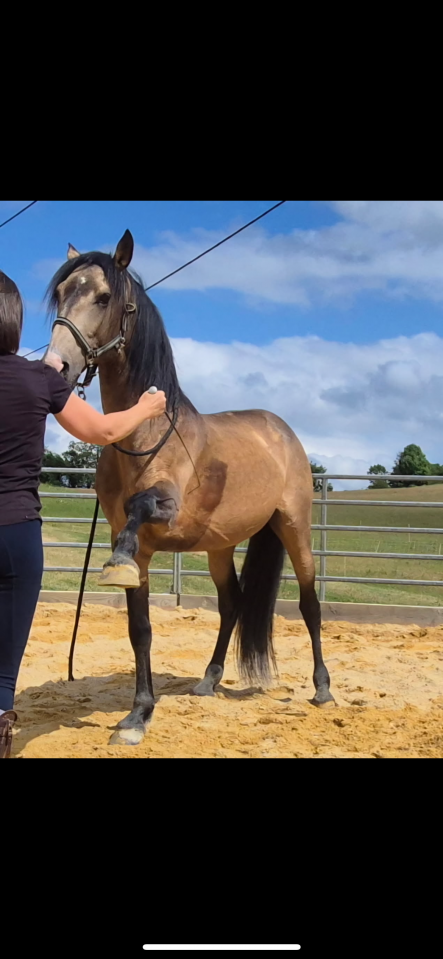 Magnifique cheval lusitanien OC nomm&eacute; Fantastico