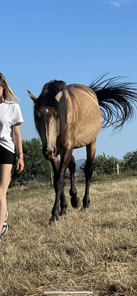 Magnifique cheval lusitanien OC nomm&eacute; Fantastico