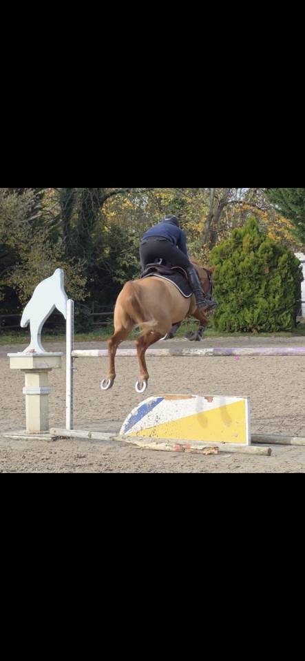 Eole du Quesne, hongre 11 ans 
