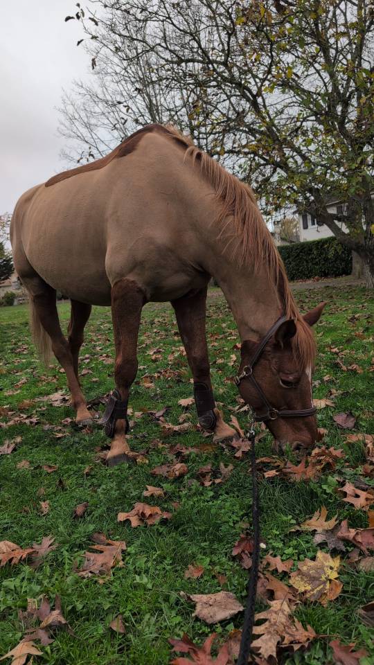 Eole du Quesne, hongre 11 ans 