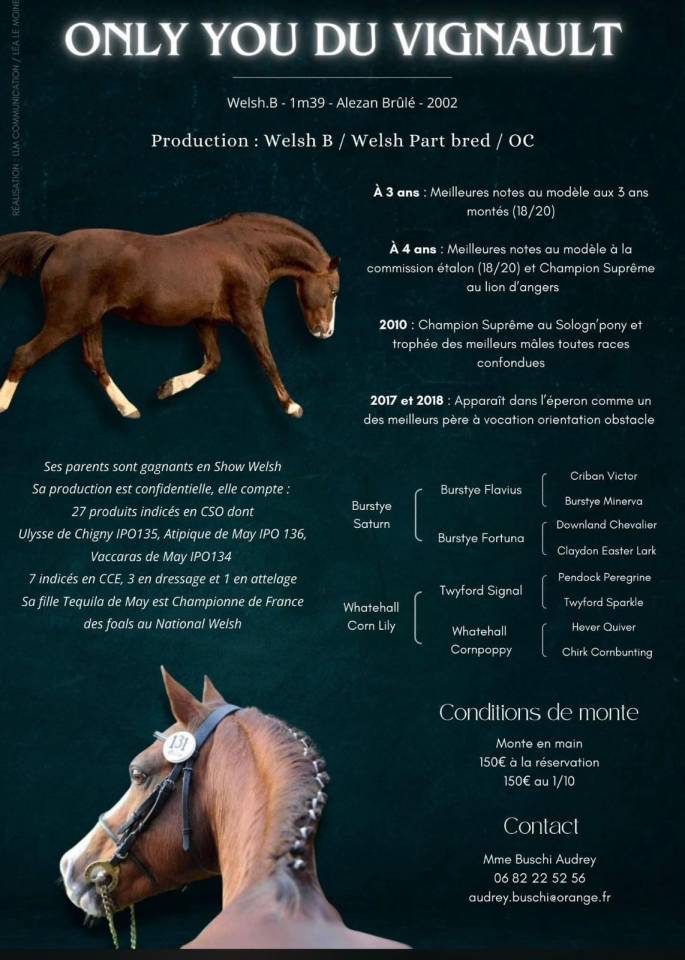 PIN UP &ndash; Pouliche Welsh Part-Bred