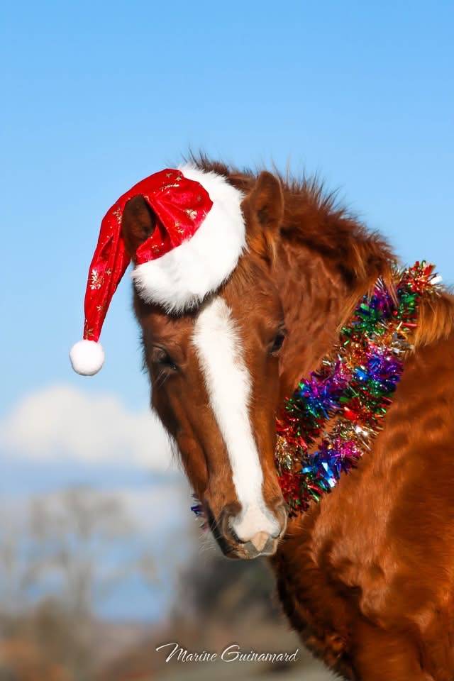 PIN UP &ndash; Pouliche Welsh Part-Bred