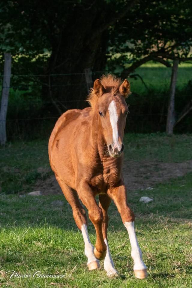 PIN UP &ndash; Pouliche Welsh Part-Bred